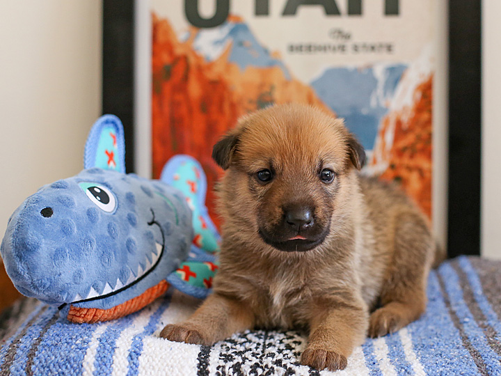 chinook puppy
